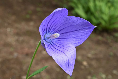 山野草,青い花,ききょう