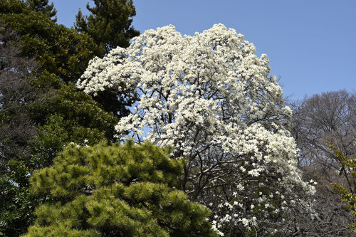 3月に咲く白い花の木