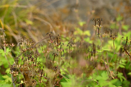 げんのしょうこ,植物