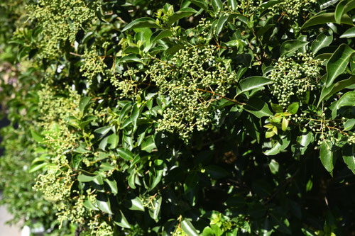 トウネズミモチ,とうねずみもちの木の実