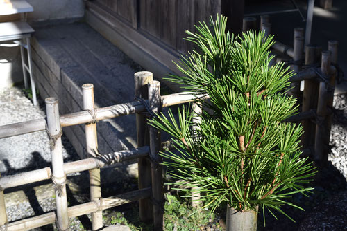 こうやまき,切り枝,サカキの代わり