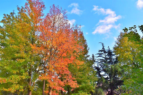 モミジバフウ,アメリカフウ,もみじばふう,紅葉