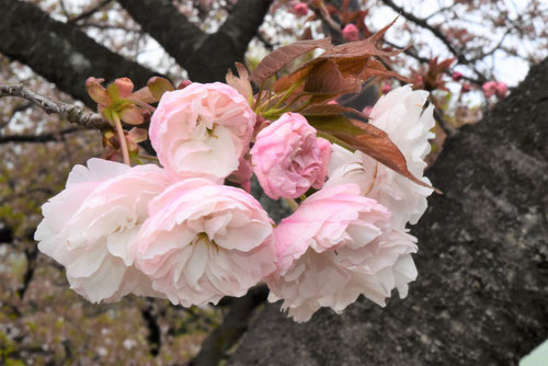八重桜,種類,品種