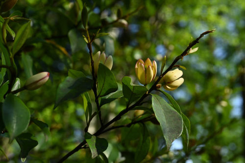 カラタネオガタマ