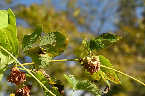 hop,seeds