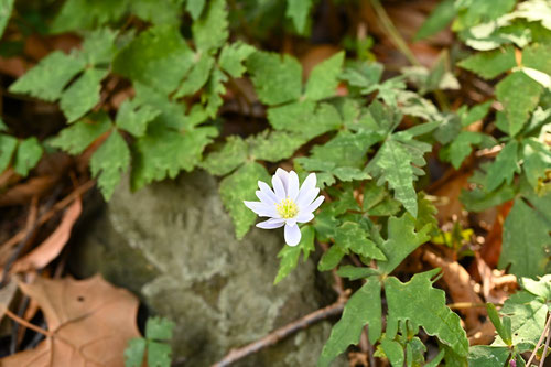 ゆきわりいちげ,花