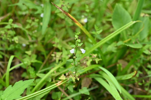 ひめなみき,植物