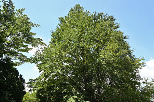 Japanese Judas tree