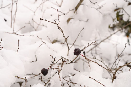 サンザシの木,さんざし,山査子に雪