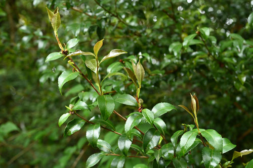 さざんか,山茶花の木,特徴,サザンカ