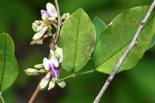 キハギ,画像,きはぎ