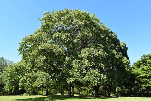Soapberry tree