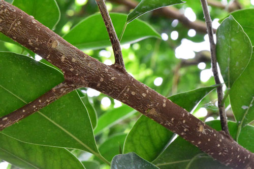 Indian Laurel,がじゅまる,ガジュマルの木