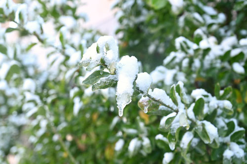 雪に強い常緑広葉樹