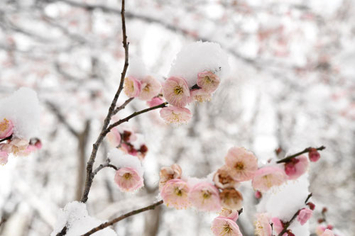 梅の木の花,雪と梅,ウメの木