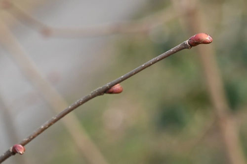 はしばみ,ハシバミ,Asian Hazel