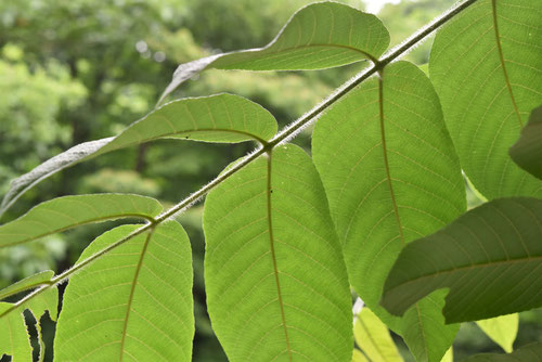 おにぐるみ,植木図鑑