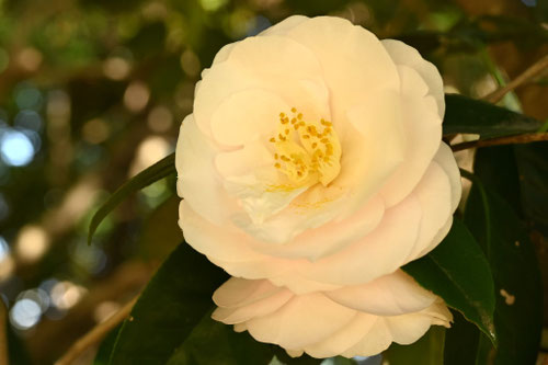 しろいはなのつばき