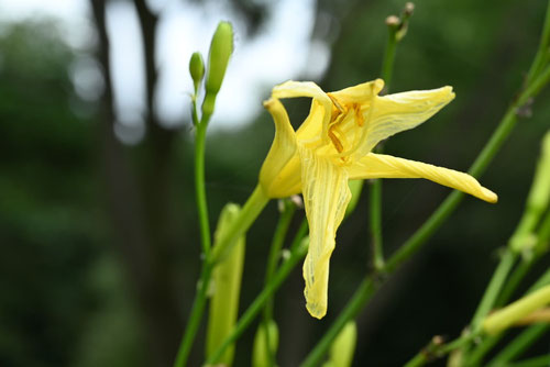 ゆうすげ,植物