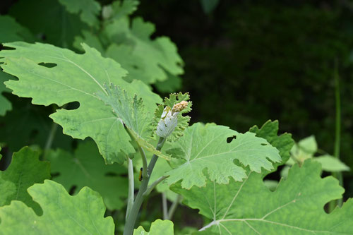 タケニグサ,たけにぐさ,植物図鑑