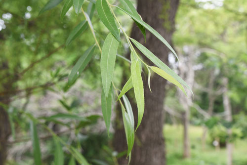 コゴメヤナギの木の葉,こごめやなぎ