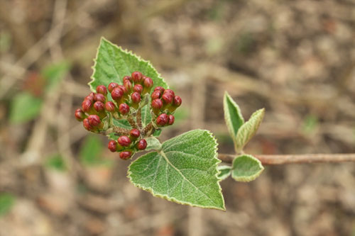 Korean spice viburnum