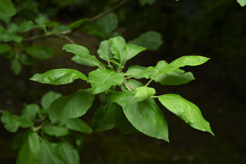 リンゴの木の葉,りんご,林檎