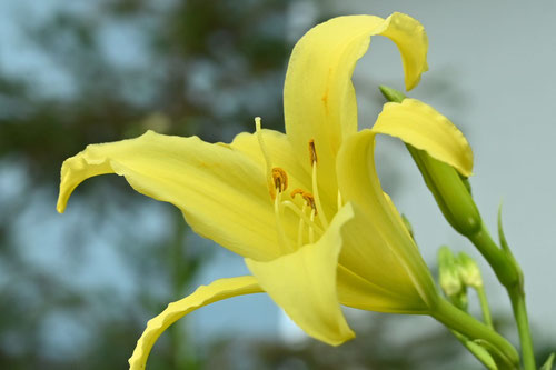 キスゲ,花
