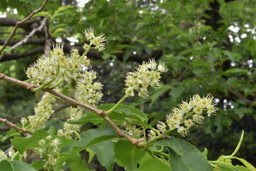 イヌザクラの花,特徴,いぬざくら