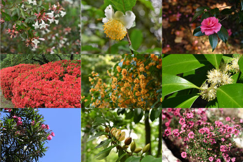 今咲いている花の木,いま開花している植物
