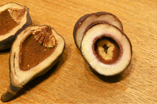 種子,オオイタビ,おおいたび