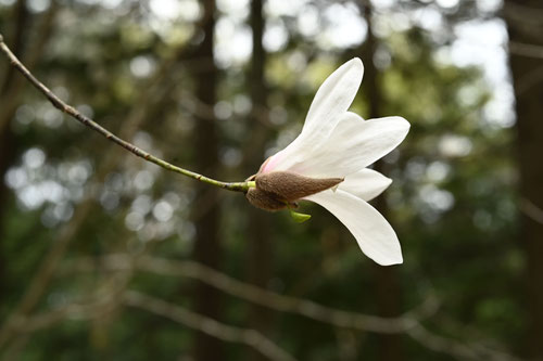 かむしば,カムシバ,花木,タムシバ
