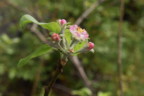 apple tree flower