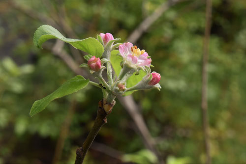 りんごの木,apple tree flower