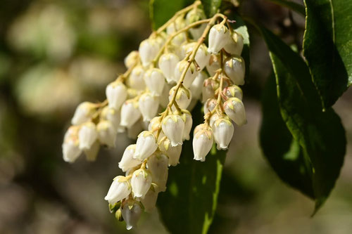 3月に咲く白い花の木