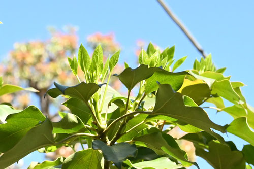 カクレミノの木,かくれみの,隠れ蓑,植物