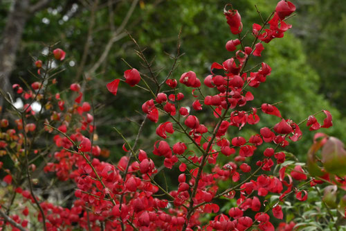 こまゆみの木,コマユミ,紅葉