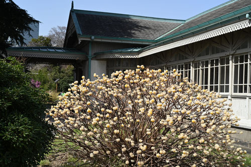 みつまた,三又,樹木,ミツマタ