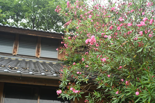 Flowering trees in August in July