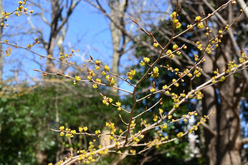 あぶらちゃん,植物の名前