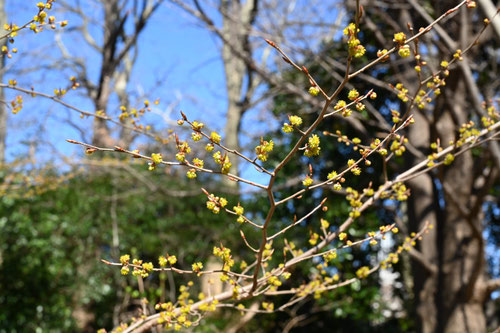 アブラチャンの木,あぶらちゃん,植物の名前