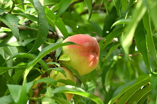 Peach tree,桃の木,植物