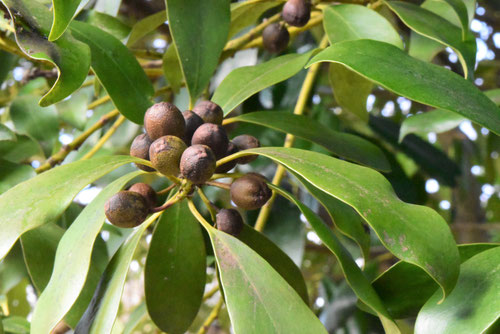 モチノキ（黐の木） - 庭木図鑑 植木ペディア