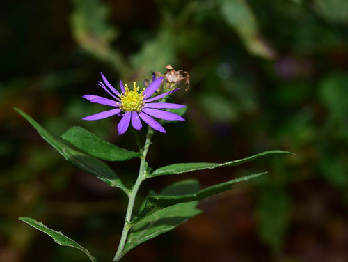 山野草　菊