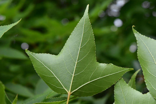 Chinese sweetgum,tree