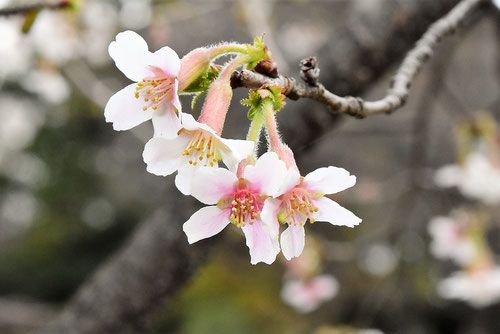 チョウジザクラの花,画像
