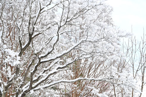ヤマボウシに雪,やまぼうし,山法師の木,冬