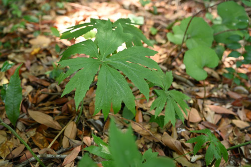 破れ傘,植物