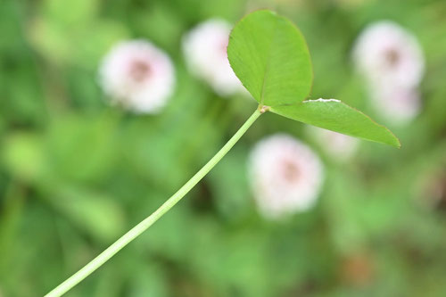 ホワイトクローバー,茎