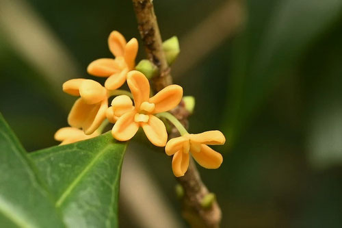 金木犀,きんもくせい,花の画像,キンモクセイ